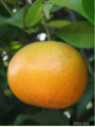 Citrus x tangor 'Murcott' / Mandarine