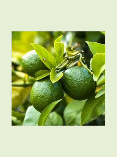 Citrus aurantifolia / Citronnier vert