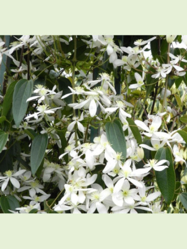 Clematis armandii / Clematite (étoile blanche)