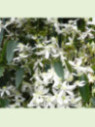 Clematis armandii / Clematite (étoile blanche)