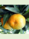 Citrus clementina 'Caffin' / IGP clementine Corse