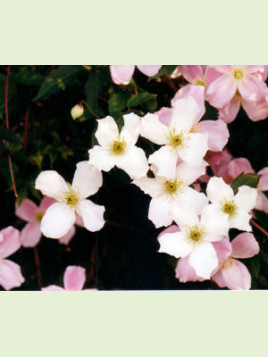 Clematite montana rubens