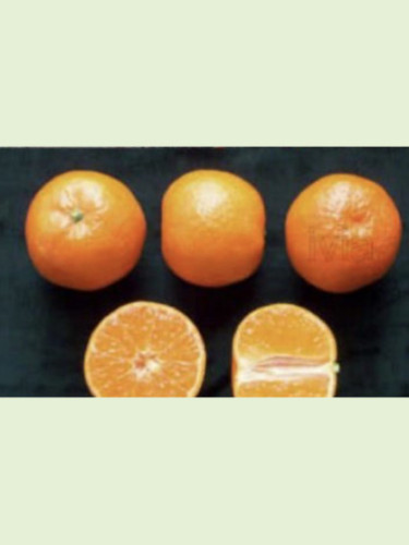 Citrus x clementina 'Clemenrubi®' / Clementinier