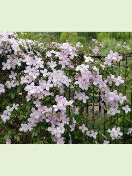 Clematis montana 'Tetrarose' / Clématite