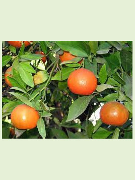 Citrus reticulata 'Nova' / Mandarine