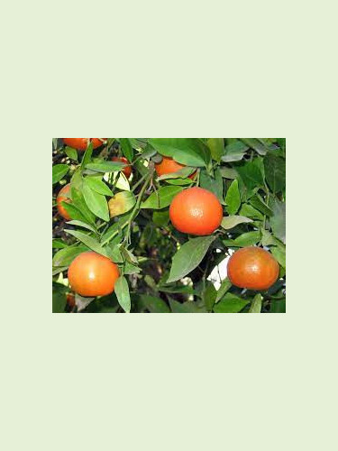 Citrus reticulata 'Nova' / Mandarine