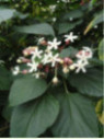 Clerodendrum trichotomum 'Fargesii' / Arbre du clergé