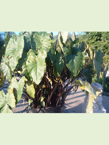 Colocasia Fontanesi, black stem