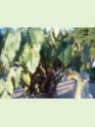 Colocasia Fontanesi, black stem