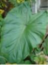 Colocasia Fontanesi, black stem