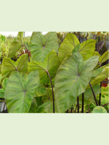 Colocasia Fontanesi, black stem