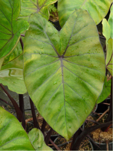 Colocasia Fontanesi, black stem