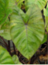 Colocasia Fontanesi, black stem