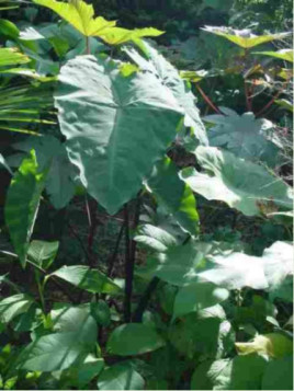 Colocasia antiquorum