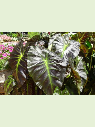 Colocasia esculenta aloha (oreilles d'éléphant)