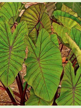 Colocasia esculenta blue hawaii