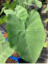 Colocasia antiquorum burgundi