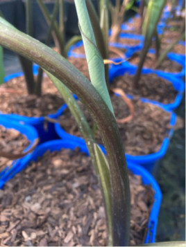 Colocasia antiquorum burgundi