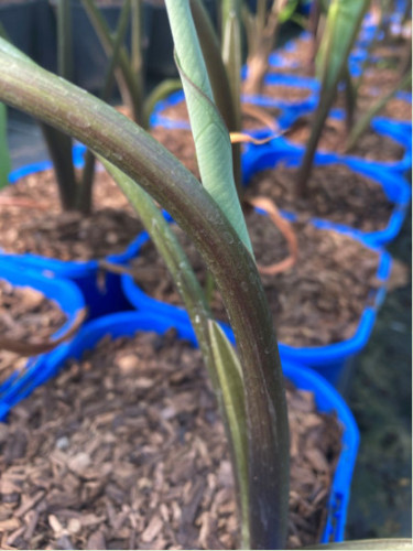 Colocasia antiquorum burgundi