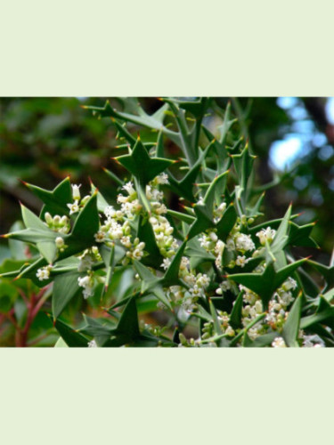 Colletia paradoxa (syn. cruciata)