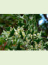 Colletia paradoxa (syn. cruciata)