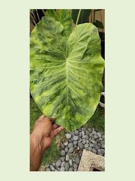 Colocasia morning dew