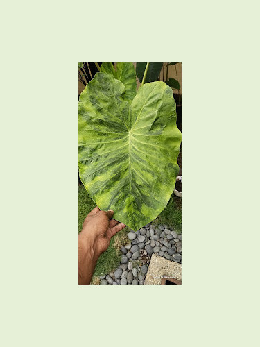 Colocasia morning dew