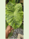 Colocasia morning dew