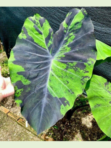 Colocasia anubis