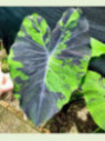 Colocasia anubis