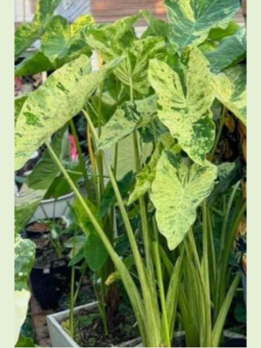 Colocasia esculenta aquatilis paraiso