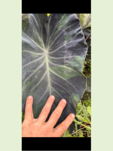 Colocasia 'Black marble'