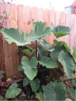 Colocasia big dipper