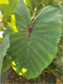 Colocasia black widow