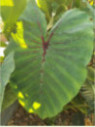 Colocasia black widow