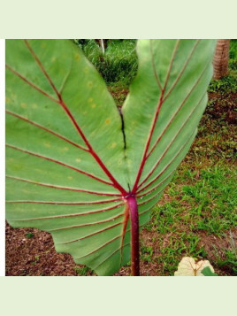 Colocasia black widow