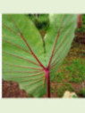 Colocasia black widow