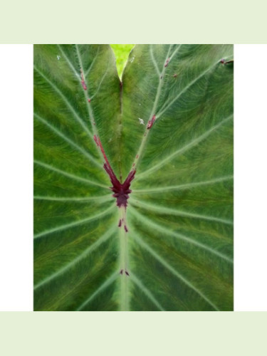 Colocasia black widow